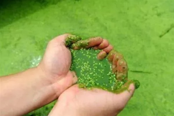 鱼塘中的氨氮为什么会变多,主要是缺氧、排泄物过多、酸碱值较高所致