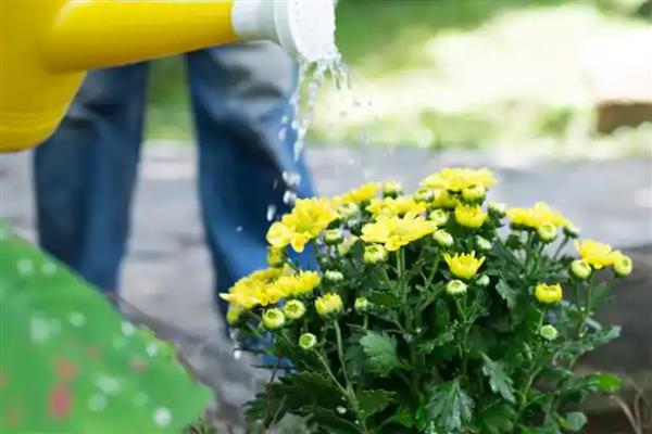 菊花夏季长得太高如何修剪，短截过长的枝叶可以节省养分