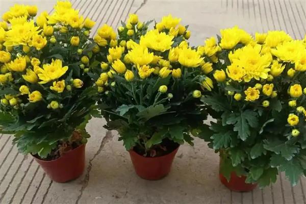 菊花夏季长得太高如何修剪，短截过长的枝叶可以节省养分