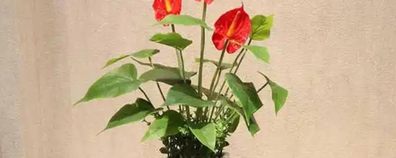 火鹤花的养护方法，夏季每隔2天浇一次水