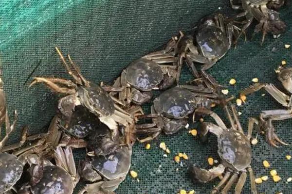 养殖河蟹的误区，不清塘消毒会污染水质