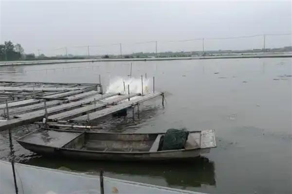 养殖河蟹的误区，不清塘消毒会污染水质