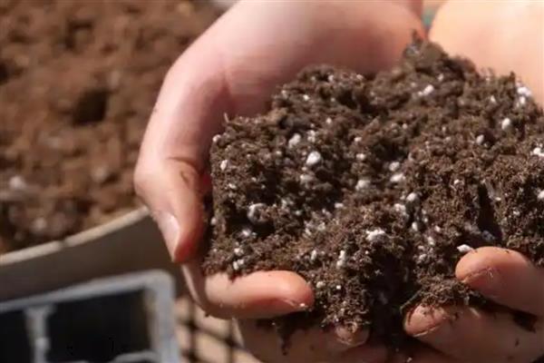 火鹤花的养护方法，夏季每隔2天浇一次水