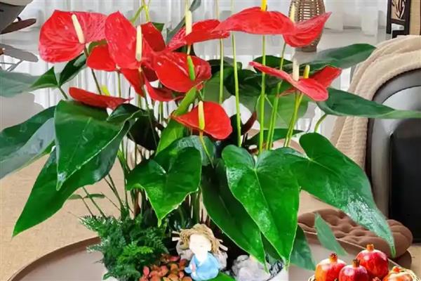 火鹤花的养护方法，夏季每隔2天浇一次水