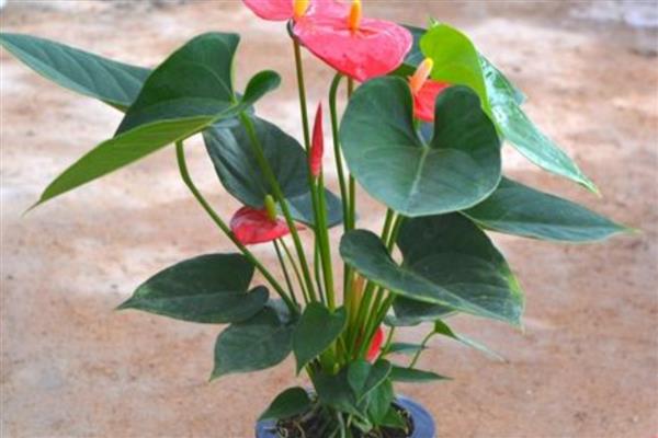 火鹤花的养护方法，夏季每隔2天浇一次水