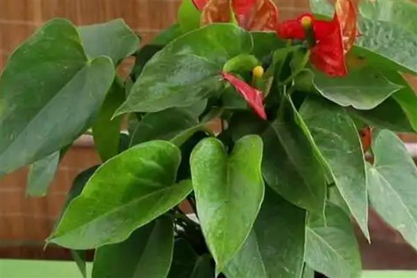 火鹤花的养护方法，夏季每隔2天浇一次水