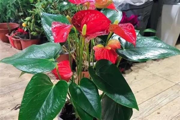 火鹤花的养护方法，夏季每隔2天浇一次水