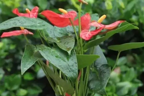 火鹤花的养护方法，夏季每隔2天浇一次水