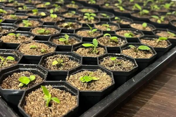 火鹤花的养护方法，夏季每隔2天浇一次水