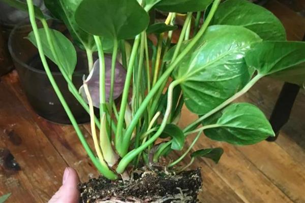 火鹤花的养护方法，夏季每隔2天浇一次水