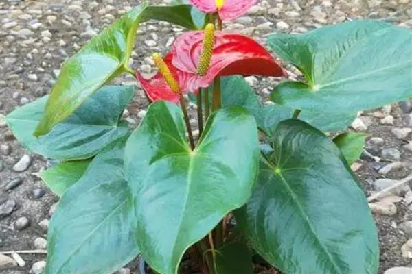 火鹤花的养护方法，夏季每隔2天浇一次水