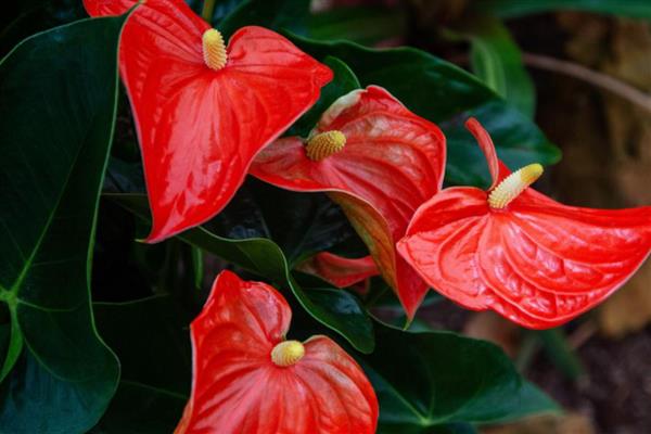 火鹤花的养护方法，夏季每隔2天浇一次水