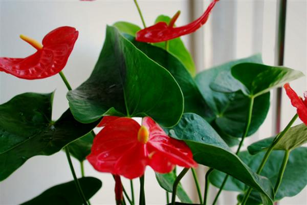 火鹤花的养护方法，夏季每隔2天浇一次水