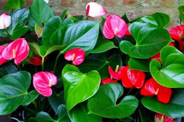 火鹤花的养护方法，夏季每隔2天浇一次水