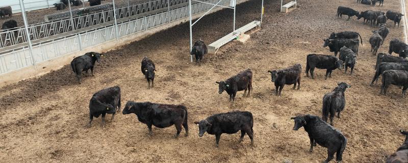 畜牧养殖贷款有哪些，有农户联保贷款、农户确保贷款等