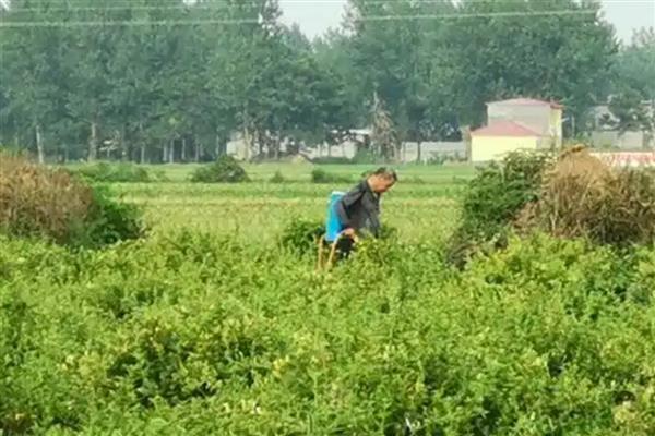金银花炭疽病怎么防治，发病初期喷施代森锌等药物