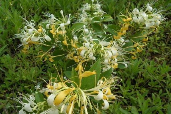 金银花炭疽病怎么防治，发病初期喷施代森锌等药物