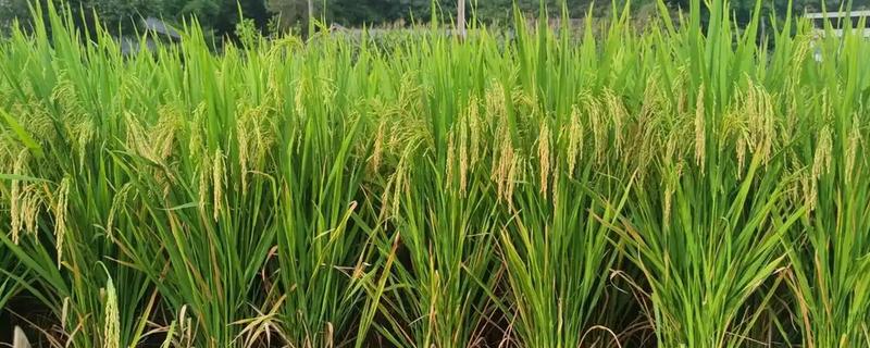 水稻穗肥的最佳施肥时期，在枝梗分化至颖花分化期进行