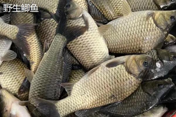 如何区分公母鲫鱼，公鱼身体细长、母鱼身体宽短