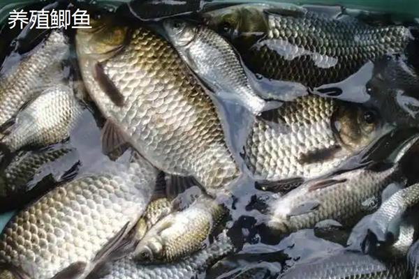 如何区分公母鲫鱼，公鱼身体细长、母鱼身体宽短
