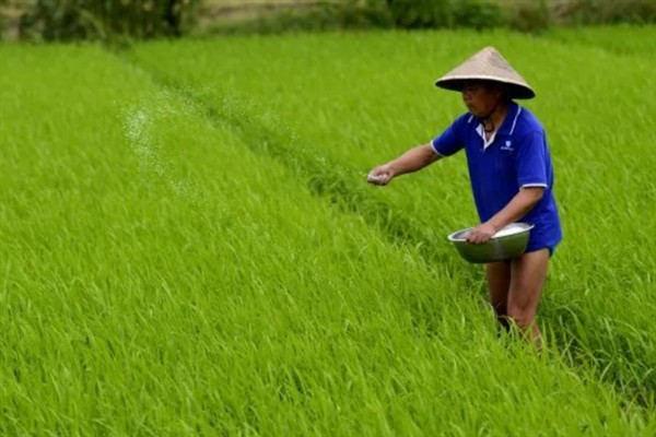 水稻穗肥的最佳施肥时期，在枝梗分化至颖花分化期进行