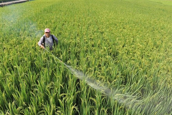 水稻穗肥的最佳施肥时期，在枝梗分化至颖花分化期进行