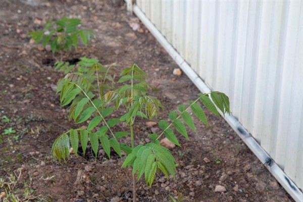 香椿树能不能插活,扦插是可以存活的