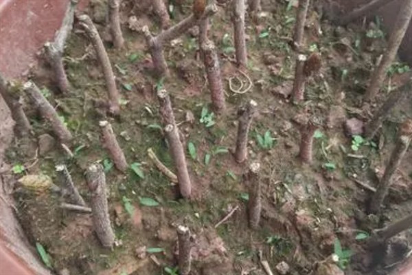 香椿树能不能插活,扦插是可以存活的