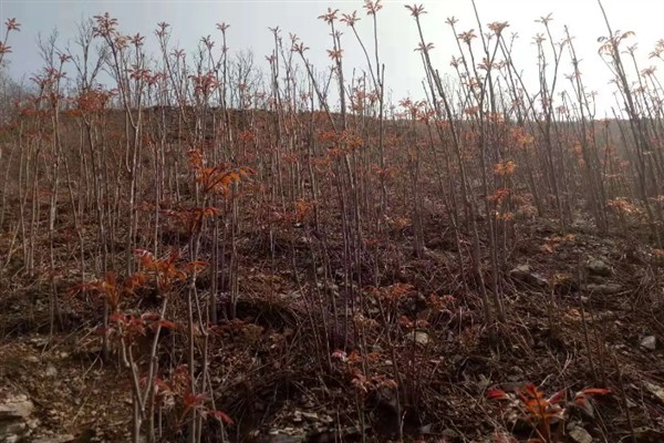 香椿树能不能插活,扦插是可以存活的