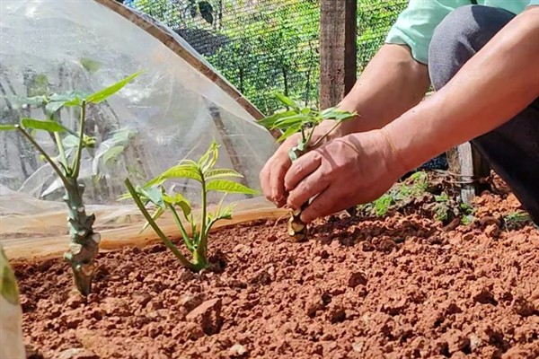 香椿树能不能插活,扦插是可以存活的