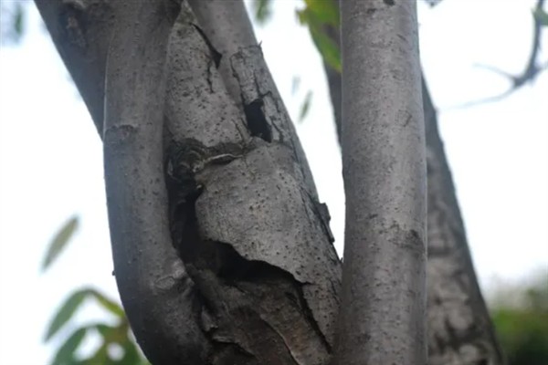 香椿树能不能插活,扦插是可以存活的