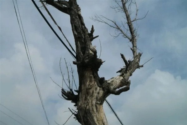 香椿树能不能插活,扦插是可以存活的