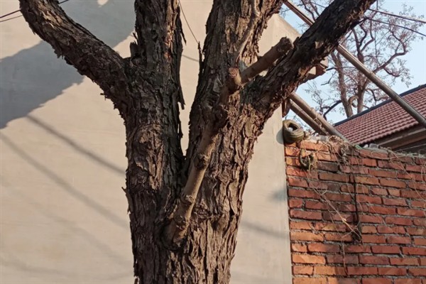 香椿树能不能插活,扦插是可以存活的