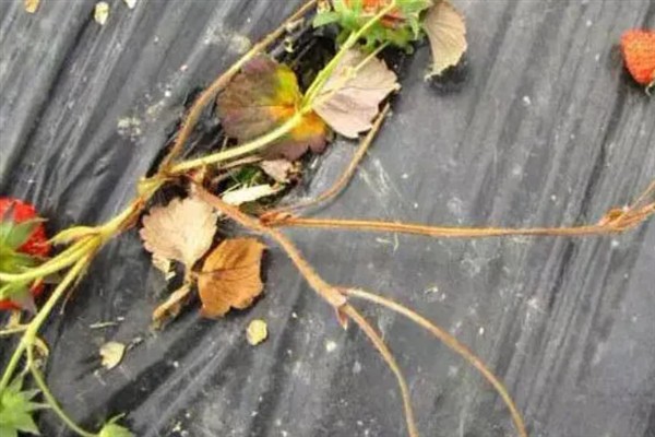 草莓叶枯病有哪些危害症状，受害叶脉的叶组织呈深紫色