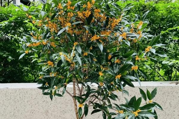 金玉满堂是哪几个品种，指桂花树、玉兰树、石榴树和秋海棠