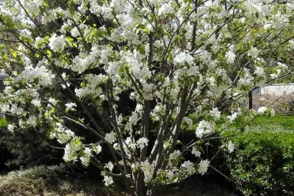 金玉满堂是哪几个品种，指桂花树、玉兰树、石榴树和秋海棠