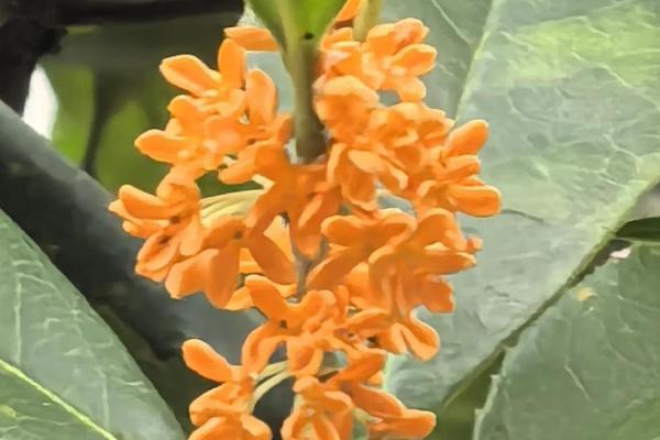 金玉满堂是哪几个品种，指桂花树、玉兰树、石榴树和秋海棠