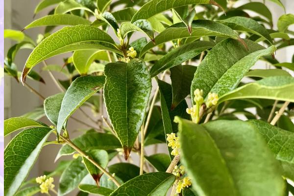 金玉满堂是哪几个品种，指桂花树、玉兰树、石榴树和秋海棠
