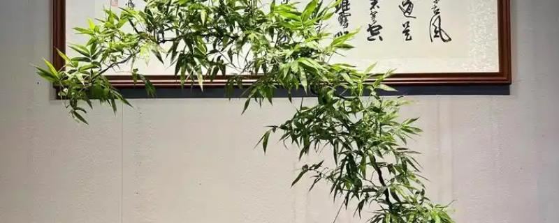 簕竹的养殖方法，要遵循不干不浇的浇水原则