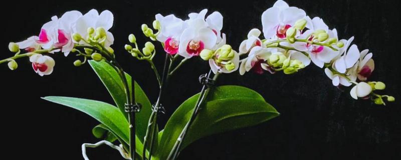 蝴蝶兰叶子掉光了还能不能活，只要根系没受损便可活