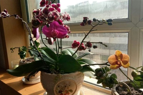 蝴蝶兰叶子掉光了还能不能活，只要根系没受损便可活