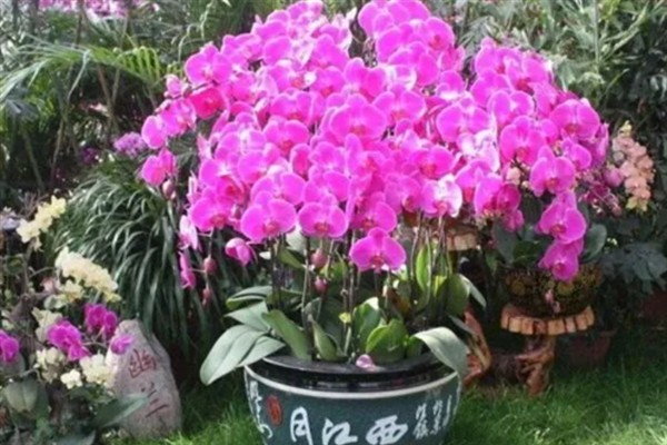 蝴蝶兰叶子掉光了还能不能活，只要根系没受损便可活