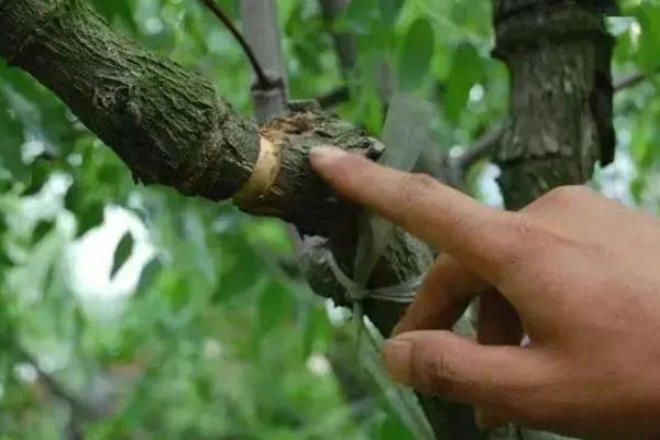 枣树环割后会死吗,深度如果过大就会死