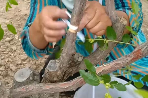 枣树环割后会死吗,深度如果过大就会死