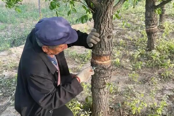 枣树环割后会死吗,深度如果过大就会死