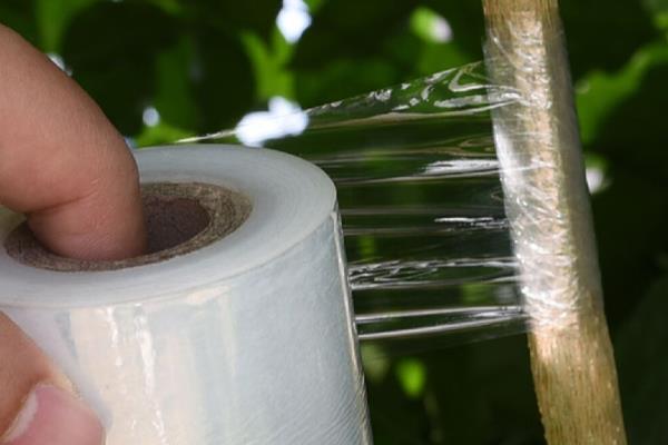 枣树环割后会死吗,深度如果过大就会死