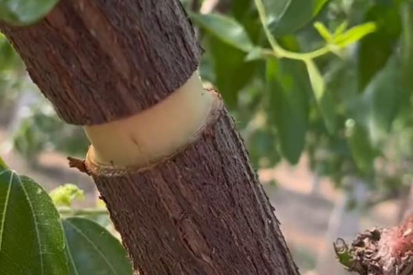 枣树环割后会死吗,深度如果过大就会死