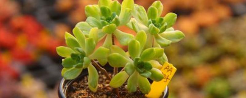 爱染锦如何养殖,每隔2-3个月翻一次土壤