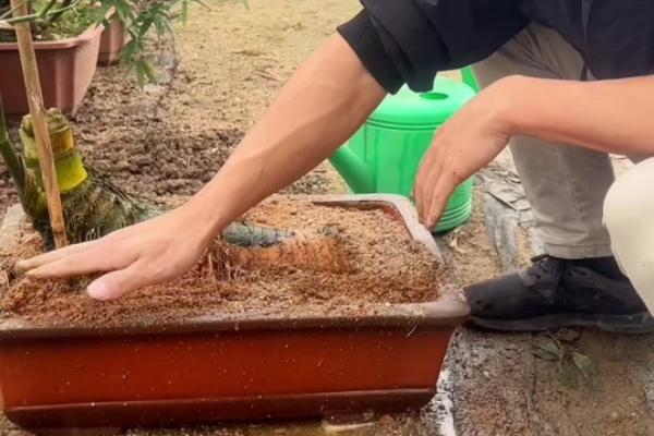 簕竹的养殖方法，要遵循不干不浇的浇水原则