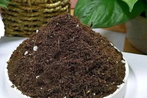 簕竹的养殖方法，要遵循不干不浇的浇水原则